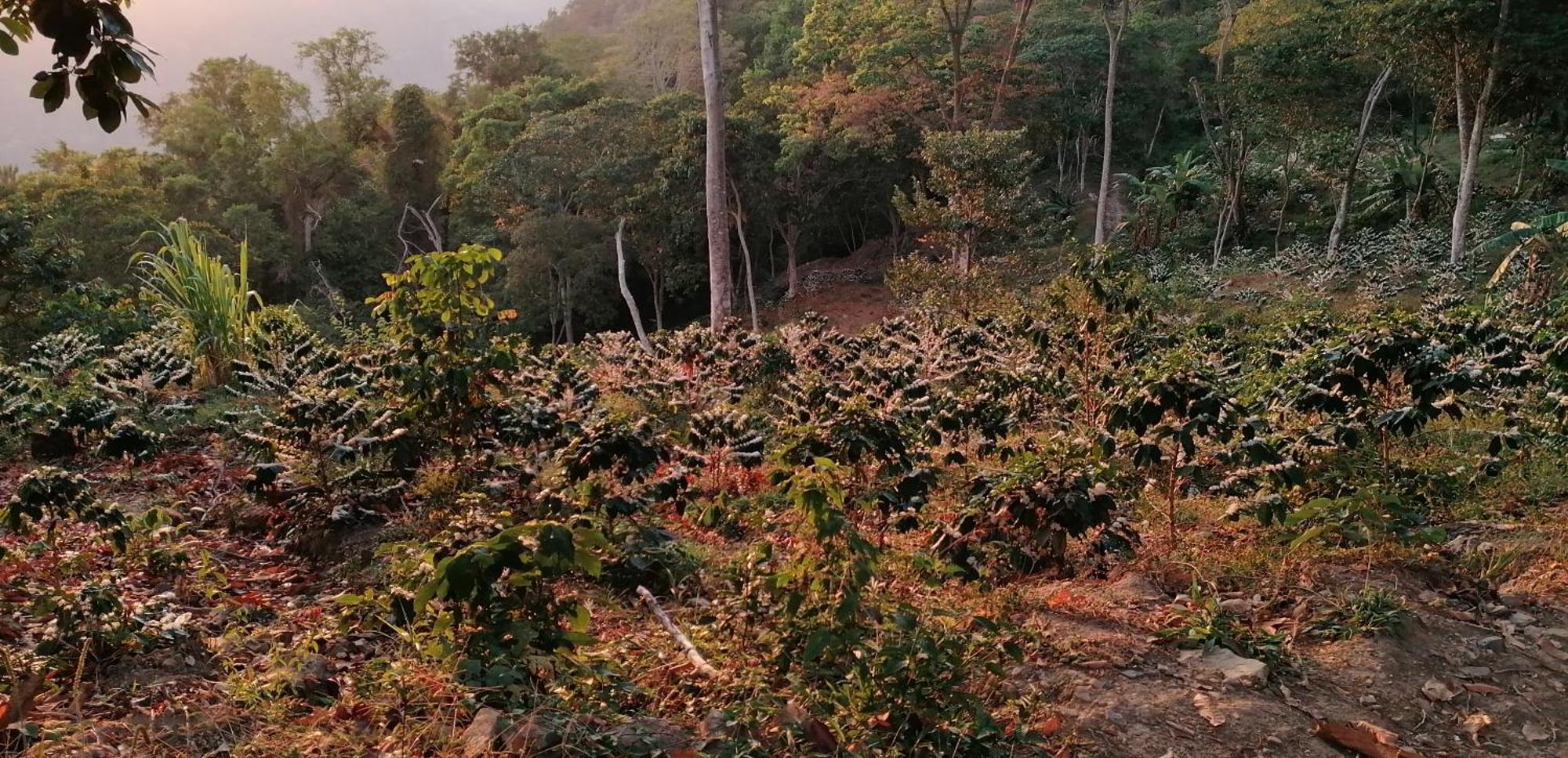 Mano Verde ミンカ エクステリア 写真